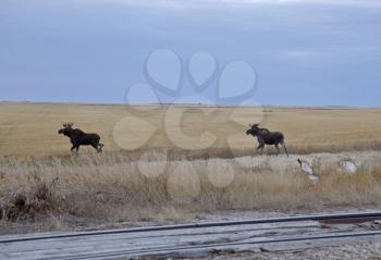 Prairie Moose Saskatchewan Two Bulls near Moose Jaw Canada