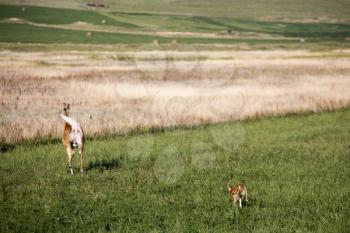 Deer and Fawn in a prairie field Saskatchewan