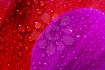 red and violet texture of a flower  petal rose and drops