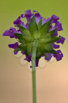 rear of a violet flower ,dispsacacea,labiate,mentha aquatica,scabioso