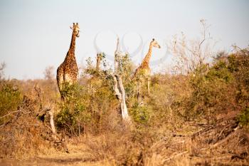 blur in south africa    kruger  wildlife    nature  reserve and  wild giraffe