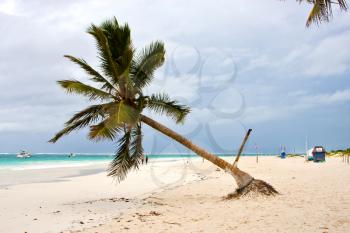 paradise beach in mexico palm in the  blue lagoon relax and boat    
