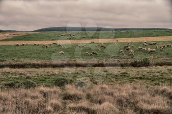 blur in south africa plant      land bush   and sheep  near the  hill