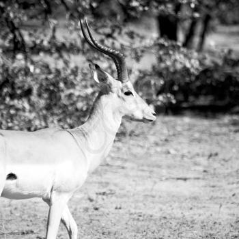 blur  in kruger parck south africa wild impala in the winter bush