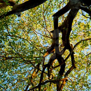 blur in south africa  wildlife   plant and tree in the national park 