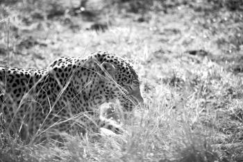 blur in south africa kruger natural park wild leopard resting after hounting