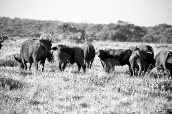 blur in south africa    kruger     wildlife  nature  reserve and  wild buffalo