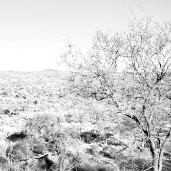 in south africa old tree and his branches in the clear sky like abstract background