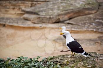 seagull   in south africa   coastline cape of good hope  and natural park reserve