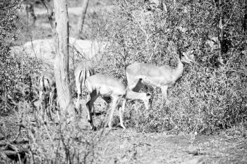 blur  in kruger parck south africa wild impala in the winter bush