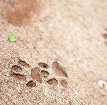 blur     in south africa  dirty footprint of wild animal marked the cement