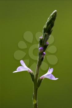 italy macro close up of a green pink liliacee  background  leguminose