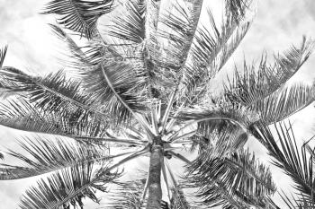 blur in philippines palm leaf and branch view from down  near pacific ocean