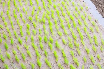 blur  in   philippines  close up of a rice cereal cultivation field