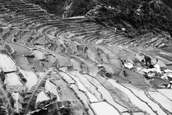 blur  in  philippines  terrace field for coultivation of rice  from banaue unesco site 
