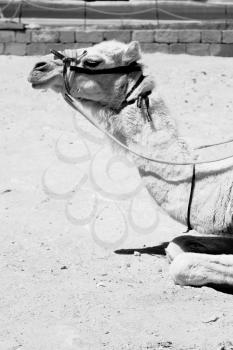 in petra jordan the head of a camel ready for the tourist tour