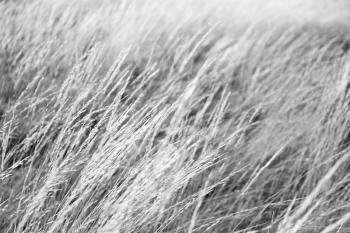 the abstract texture of a yellow grass like autumn concept