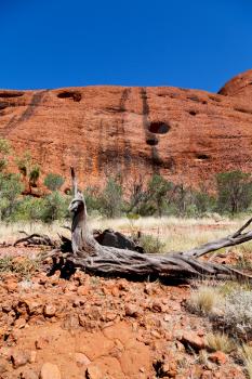 in  australia the outback canyon and the dead tree near  mountain in the nature