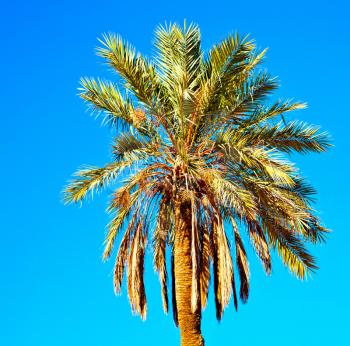tropical palm in morocco africa alone   and the sky