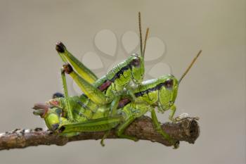 close up of two grasshopper Orthopterous having sex on a piece of branch in the bush