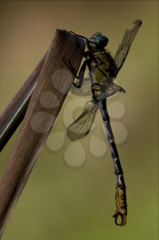 side of  wild  yellow black dragonfly anax imperator on a wood leaf  in the bush