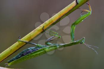 close up of wild side of praying mantis mantodea on a green brown branch in the bush