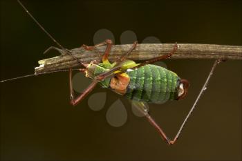 close up of grasshopper Orthopterous Tettigoniidae on a piece of branch in the bush