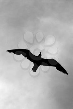 down of sea gull flying  in the sky in mexico playa del carmen