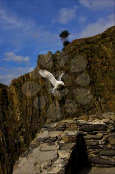 the side of sea gull  flying  in the sky of riomaggiore italy