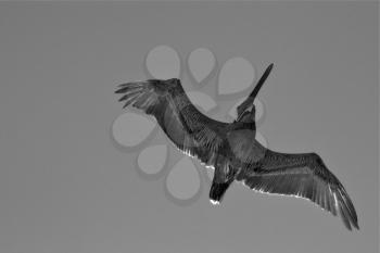 down of little white black pelican  flying in  republica dominicana la romana