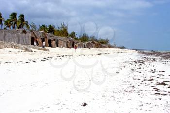 zanzibar   beach  seaweed in indian ocean tanzania       sand isle   sky and boat
