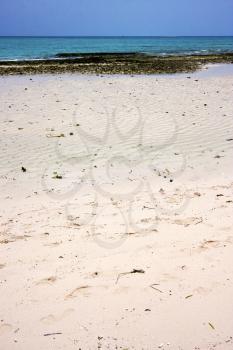 sand bank plant africa coastline froth foam  in the  blue lagoon relax  of zanzibar 