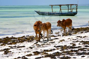 africa cow coastline boat pirague in the  blue lagoon relax  of zanzibar 
