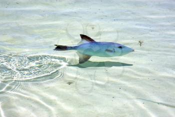 little fish   isla contoy    in mexico froath and    foam  the sea drop sunny day  wave