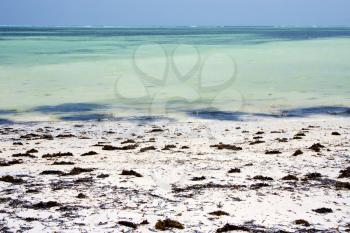 africa coastline froth foam  in the  blue lagoon relax  of zanzibar 