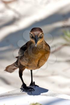 dish front of black crow whit gold eye in sand mexico tulum
