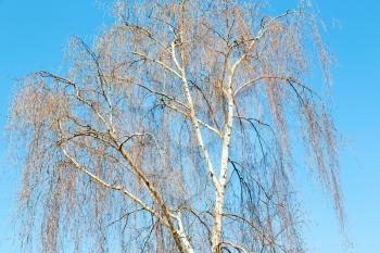 branches of willow weeping in the sky background