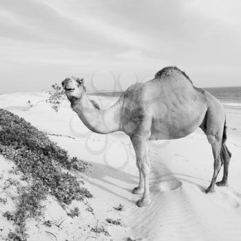 in oman empty quarter of desert a free dromedary near the  sea