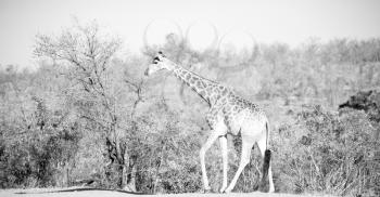 blur in south africa   kruger  wildlife    nature  reserve and  wild giraffe