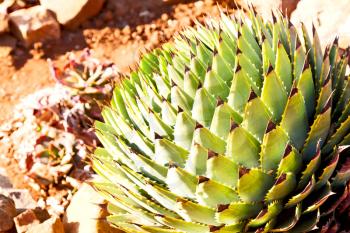 blur  in  south africa  abstract leaf of cactus plant and light