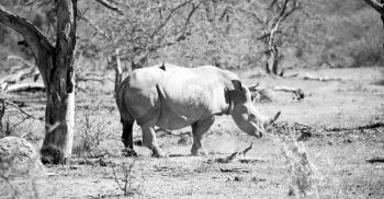 blur in south africa   kruger  wildlife    nature  reserve and  wild rhinoceros