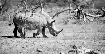 blur in south africa   kruger  wildlife    nature  reserve and  wild rhinoceros