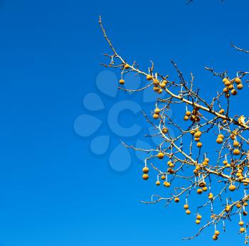 blur in south   africa old tree and his branches in the clear sky like abstract background