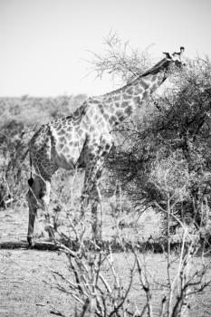 blur in south africa    kruger  wildlife    nature  reserve and  wild giraffe