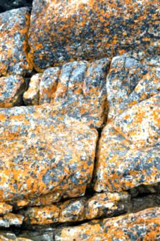 blur  in south africa close up of the coastline stone  abstract  texture background