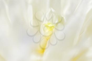 Abstract beautiful gentle spring flower background.  Closeup with soft focus. Shallow focus