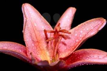 Pink lily isolated on black background