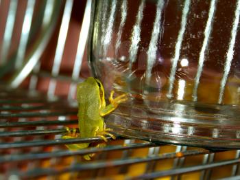Tree Frog at night on a drying rack