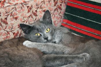 Two sleepy cats resting on a chair