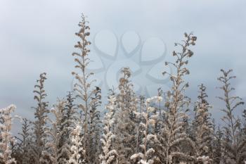 Dried wild grass in late autumn against the background of cloudy sky